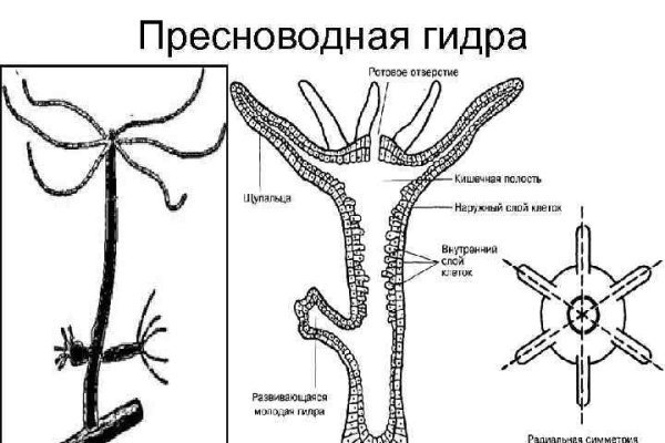 Kraken зеркало тор